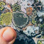 What does air pollution have to do with lichen?