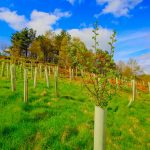 Treesponsibility at 20 years old